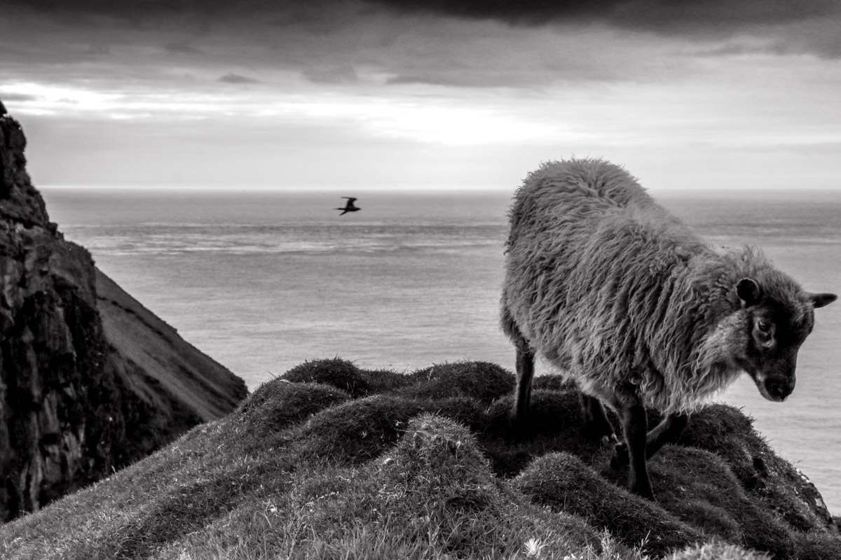 Sheep grazing on the cliffs, Mykines, Faroe Islands.