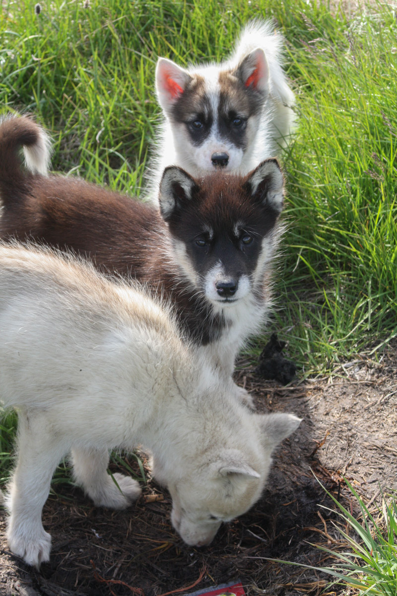 Greenlandic sled dog pups, Maligiaq - Svartenhavn to Upernavik Kujalleq - Søndre Upernavik, Greenland, The Northwest Passage
